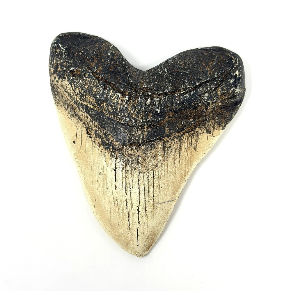 Replica Megalodon Shark Tooth Casting Display Fossil Style Large 5 Inch